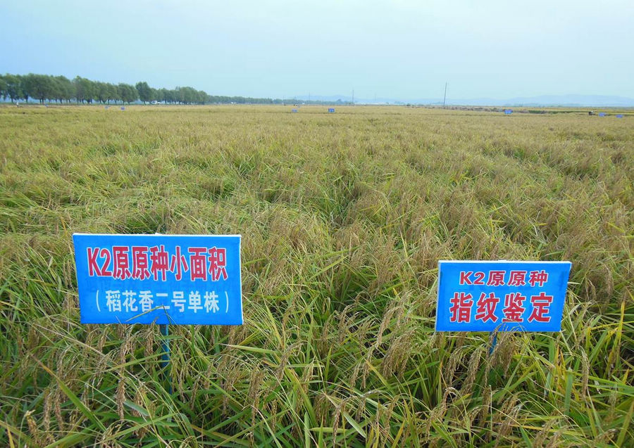 该品种的常年种植面积在120万亩左右,占第一积温带水稻栽培总面积的80
