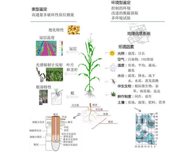 分子植物育种:进展与展望(转)